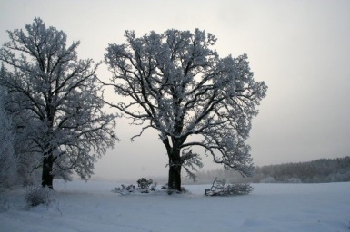 Vykortsframsida