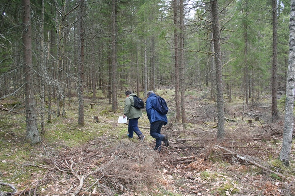 På väg genom skogen